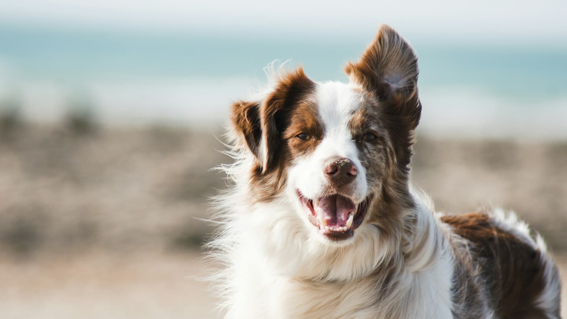Dog Training